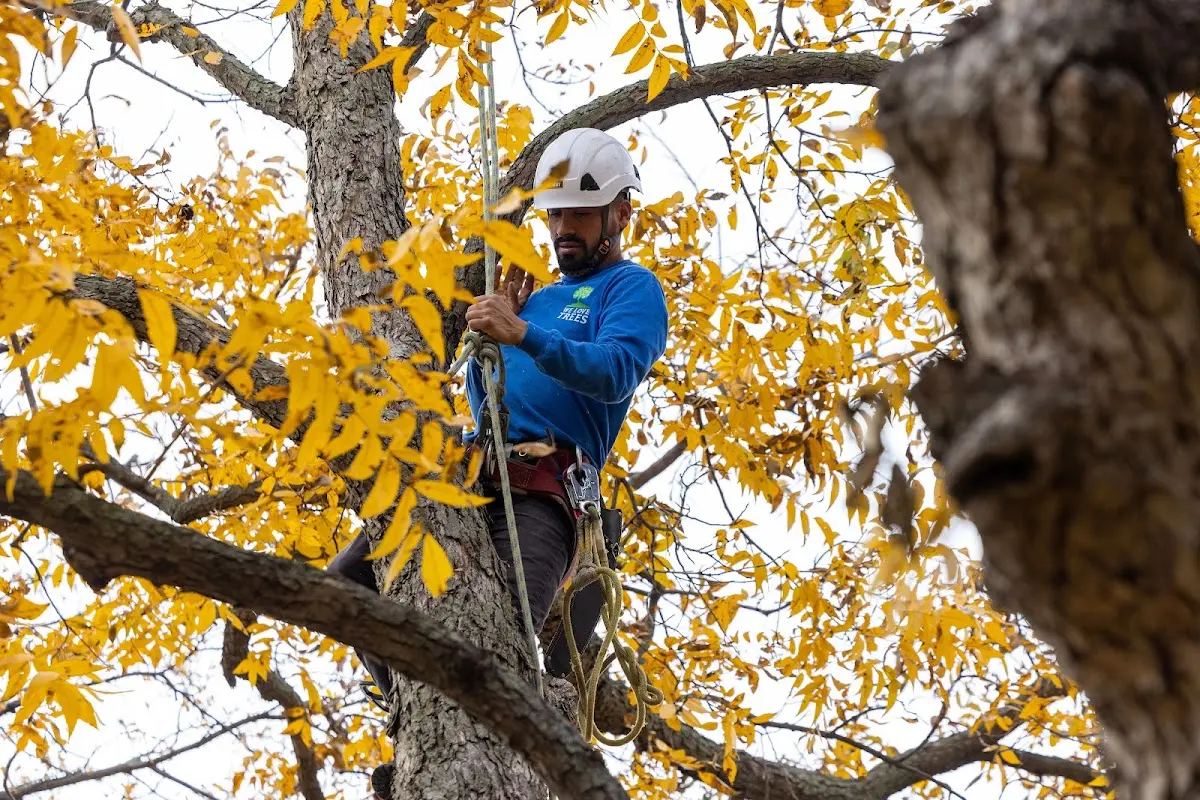Skilled Storm Damage Cleanup crew working in Alamo