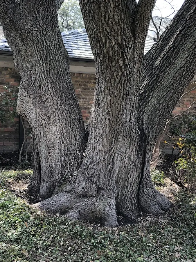 Mature heritage tree close to a Alamo property cared for by certified arborists